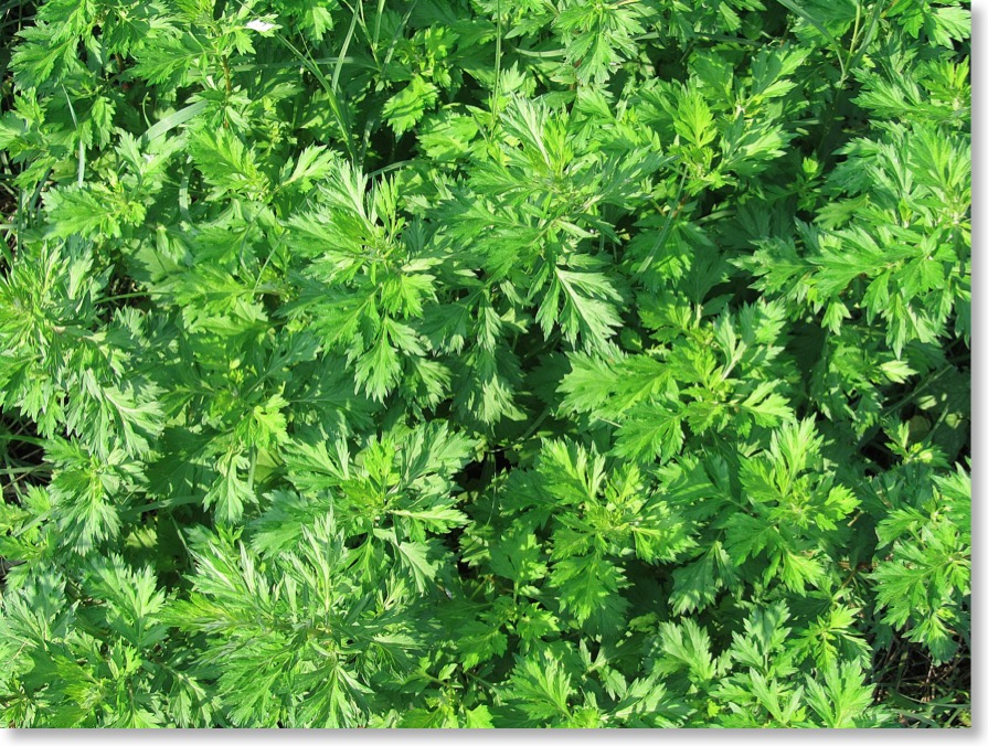 artemisia, moxa,