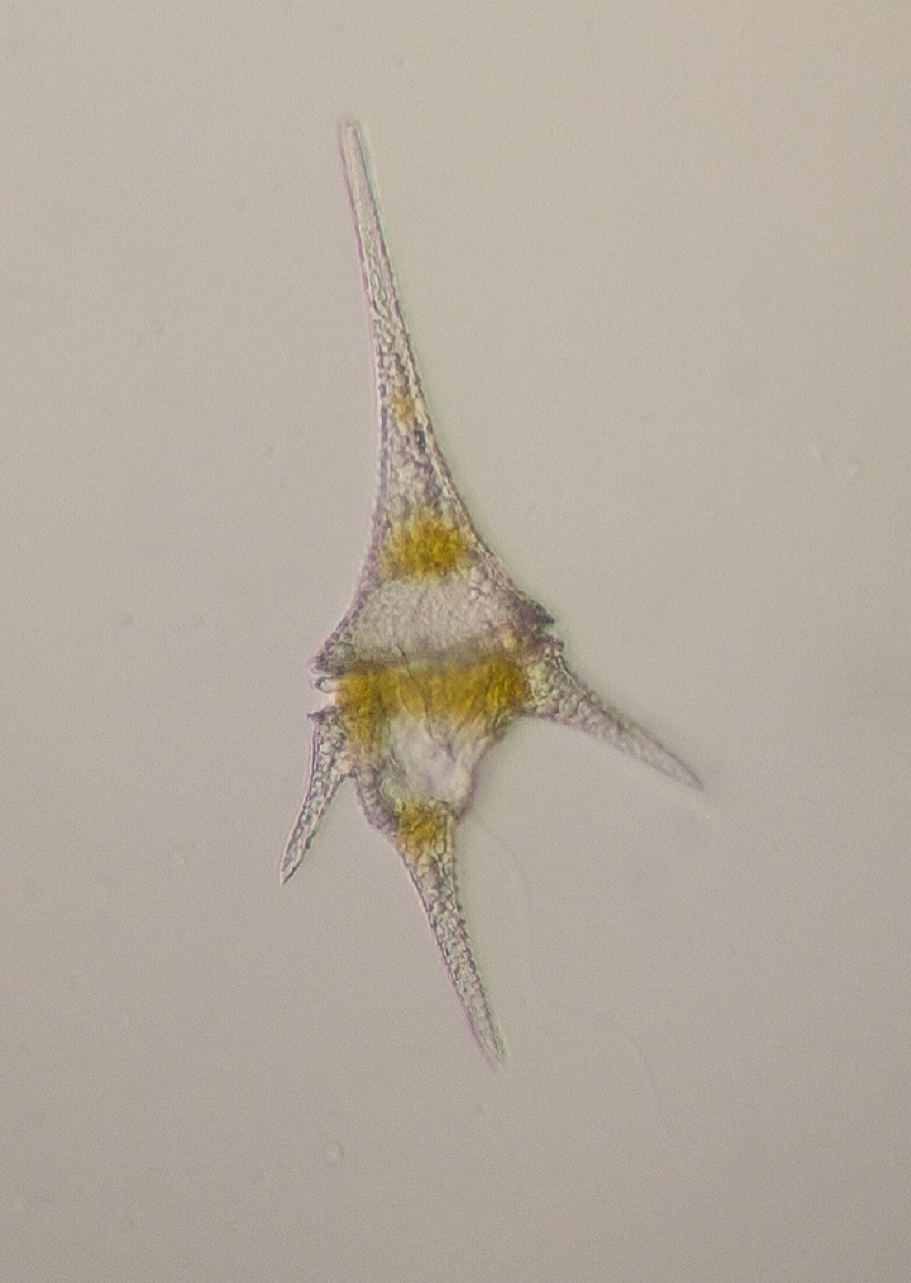 Ceratium hirundinella 200x 02