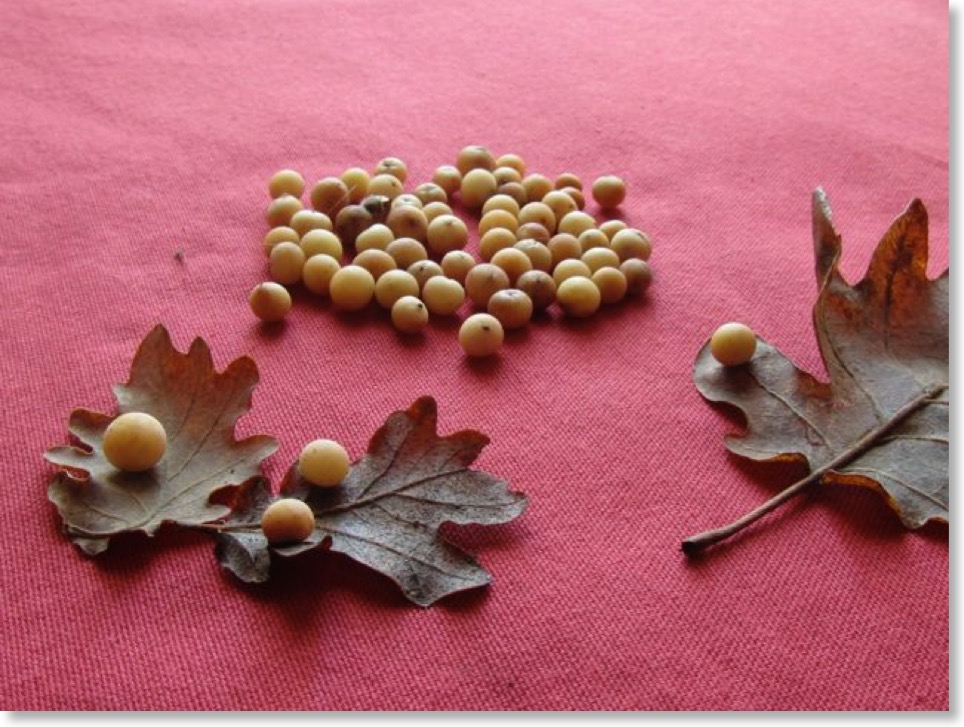 Cynips quercusfolii